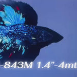 Live Male Betta Blackstar Avatar Halfmoon (Sky-843) High quality what you see what you get!!