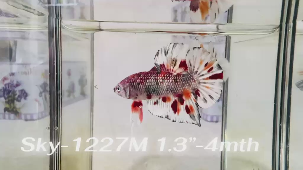 Live Male Betta Orange Copper Koi Metallic Plakat (Sky-1227) High quality What you see What you get!!