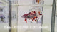 Live Male Betta Orange Copper Koi Metallic Plakat (Sky-1227) High quality What you see What you get!!