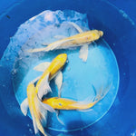 Yamabuki Gold Ogon Butterfly Koi 5.00-7.00 inch