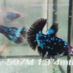 Live Male Betta Blue Black Galaxy Avatar Halfmoon (Sky-597) High quality what you see what you get!!