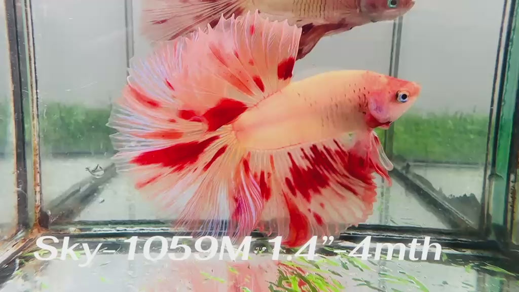 X Live Male Betta Orange Vanda Armageddon Halfmoon (Sky-1059)S109 High quality what you see what you get!!
