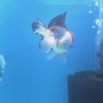 Thai Oranda Tri-Color 2.5” Female(FEB-664)R3B04