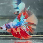 Live Male Betta Candy Marble mixed colors Over Halfmoon(TNK-A294) High quality what you see what you get!!