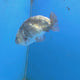 Thai Ranchu 2.50" Body Female (FEB-864)R2B03