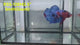 Live Male Betta Galaxy Koi Giants Plakat (RSS-128) High quality what you see what you get!!