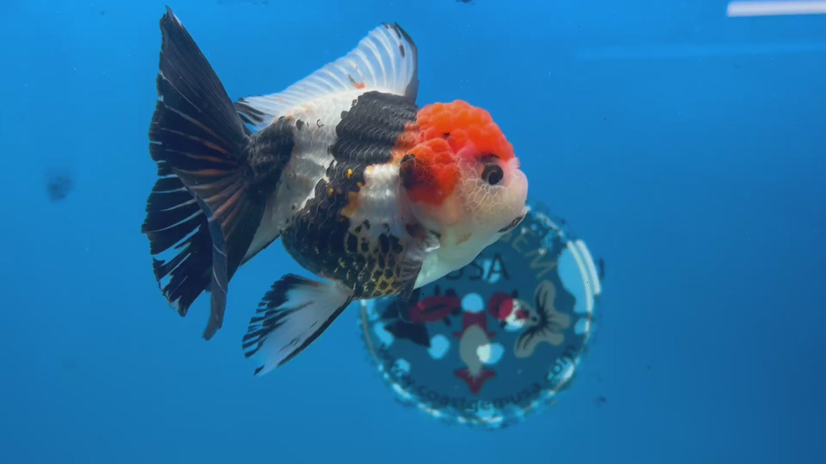 Thai Oranda Tri-Color 3” Male(CK-1625)R2A07