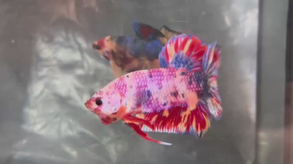 Live Male Betta Candy Sweet Multicolors Giants Plakat (TNK-A835) High quality what you see what you get!!