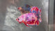 Live Male Betta Candy Sweet Multicolors Giants Plakat (TNK-A835) High quality what you see what you get!!