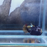 Live Male Betta Yellow Black Koi Plakad (TNK-396)  High quality what you see what you get!!