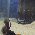 Thai Oranda Apache 2.3” Female(FEB-655)R3B21