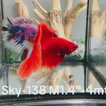 Live Male Betta Super Red Solid color Halfmoon (Sky-138) High quality what you see what you get!!