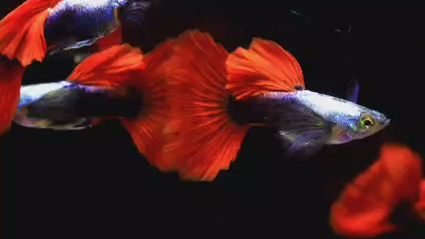 Live Fancy Guppy Fish Premium Quality Jumbo Dumbo Ear Red Tail (CGP-027)