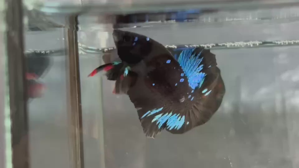 Live Male Betta Black Galaxy Avatar Plakat (TNK-A817) High quality what you see what you get!!