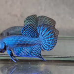 Live Male Betta Blue Alien Hybrid Wild Plakat (BID-58) High quality what you see what you get!!