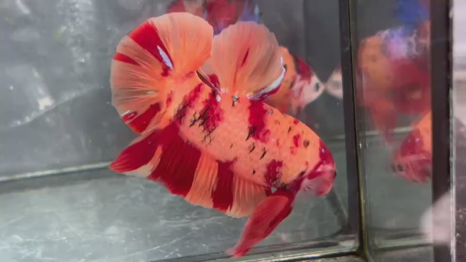 Live Male Betta Classic Nemo Giants Plakat (TNK-A630)S260 High quality what you see what you get!!