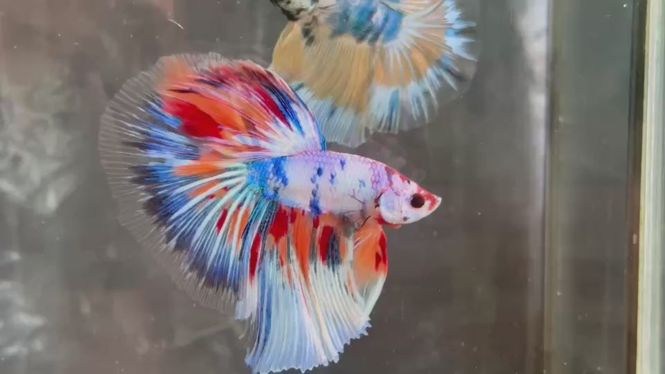 Live Male Betta Fancy Marble Three Colors Halfmoon (TNK-A599)S098 High quality What you see What you get!!