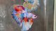 Live Male Betta Fancy Marble Three Colors Halfmoon (TNK-A599)S098 High quality What you see What you get!!