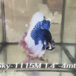 Live Male Betta Blue Butterfly Halfmoon (Sky-1115)S294 High quality what you see what you get!!