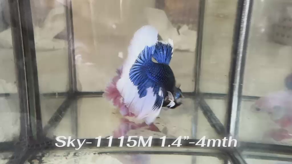 Live Male Betta Blue Butterfly Halfmoon (Sky-1115) High quality what you see what you get!!