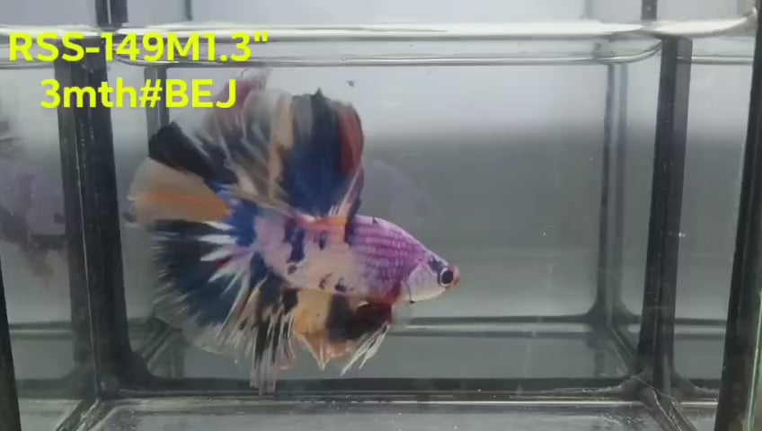 Live Male Betta Candy Koi Halfmoon (RSS-149)High quality what you see what you get!!