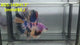 Live Male Betta Candy Koi Halfmoon (RSS-149)High quality what you see what you get!!