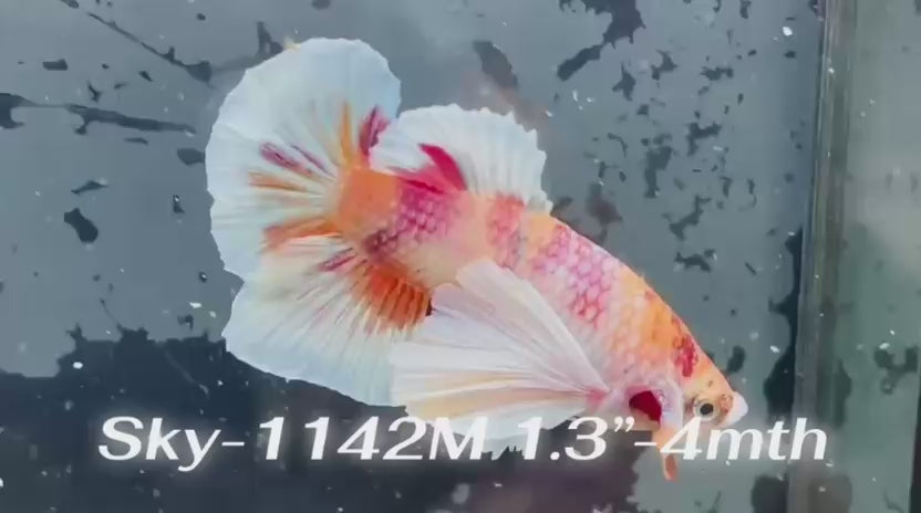Live Male Betta Fancy Koi Dumbo big ear Plakat (Sky-1142) High quality What you see What you get!!