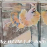 Live Male Betta Fancy Yellow Light colors Halfmoon (Sky-677) High quality what you see what you get!!