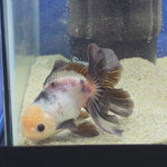 Thai Oranda Lemon head Panda 2.7” male(FEB-652)R3B21