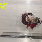 xxLive Male Betta Fancy Copper Marble Halfmoon (RSS-018)CLEARANCE High quality what you see what you get!!
