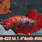 Live Male Betta Red Galaxy Koi Plakat (JUB-423) What you see What you get!