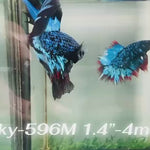 Live Male Betta Blue Black Galaxy Avatar Halfmoon (Sky-596) High quality what you see what you get!!