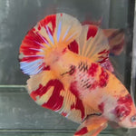 Live Male Betta Red Yellow Leopard Duo Colors Giants Plakat (TNK-A564) S356  High quality What you see What you get!!