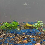 Live Freshwater Aquarium Premium Best Quality Blue Dream Shrimp 10/$30, 20/$50 (FS-013)