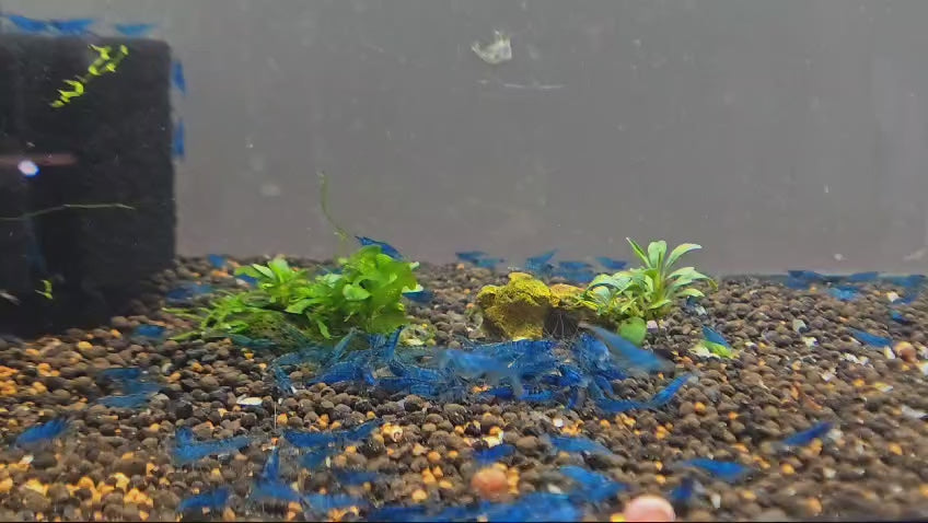 Live Freshwater Aquarium Premium Best Quality Blue Dream Shrimp 10/$30, 20/$50 (FS-013)
