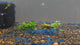 Live Freshwater Aquarium Premium Best Quality Blue Dream Shrimp 10/$30, 20/$50 (FS-013)