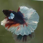 Live Male Betta Fancy koi Dumbo Halfmoon (MKP-509) High quality what you see what you get!!