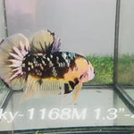 Live Male Betta Black Yellow Galaxy Tiger Koi Plakat (Sky-1168) High quality what you see what you get!!