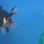 Thai Oranda Red Cap Panda Color 3.3 in Body Male (FEB-536)R3A03
