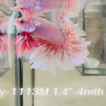 Live Male Betta Fancy Pink Sweet colors Halfmoon Rosetail (Sky-1113)S289 High quality what you see what you get!!