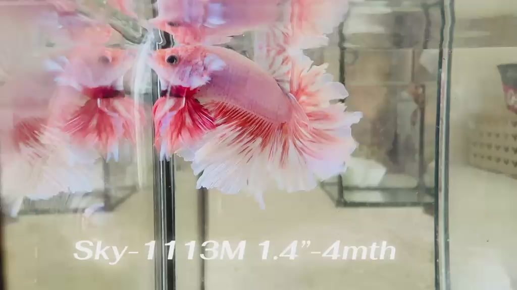 Live Male Betta Fancy Pink Sweet colors Halfmoon Rosetail (Sky-1113) High quality what you see what you get!!