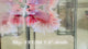Live Male Betta Fancy Pink Sweet colors Halfmoon Rosetail (Sky-1113) High quality what you see what you get!!