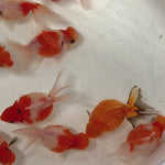 Crown Red/White Pearlscale 2.50 inch CGF 333