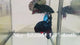 Live Male Betta Blue Black Galaxy Avatar Plakat (Sky-1225) High quality What you see What you get!!