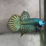 Live Male Betta Green Alien Hybrid wild Plakat (BID-45) High quality what you see what you get!!
