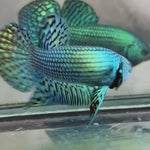 Live Male Betta Green Alien Hybrid Wild Plakat (BID-144)S194 High quality what you see what you get!!
