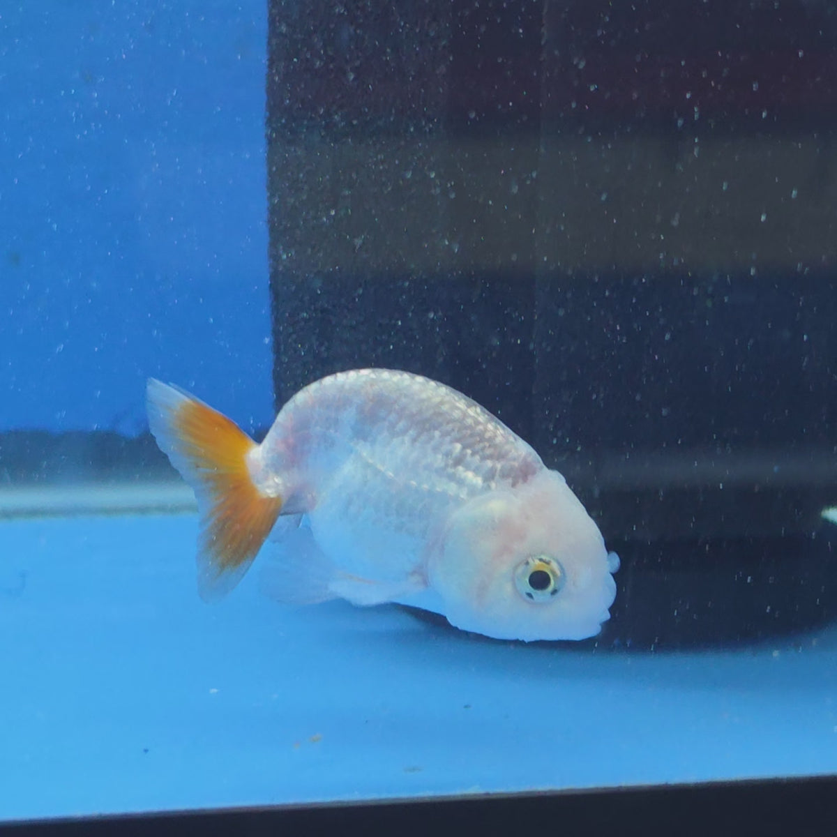 Thai Ranchu Red and White 2.00" Body Female (FEB-866)R2B02