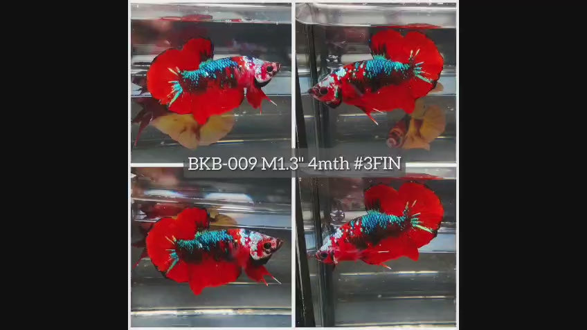 Live Male Betta Red Galaxy Koi Plakat (BKB-009) High quality what you see what you get!!