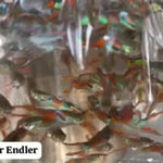 Thai Green Laser Endler Guppy MALE (5 Fish Pack)(CGP-000)