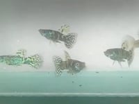 Thai Yellow Tiger Endler Guppy MALE (5 Fish Pack)(CGP-000)